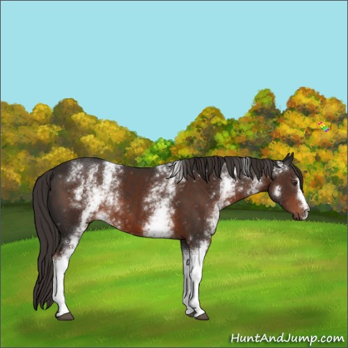 Horse Color:White Spotted Liver Chestnut