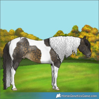 Horse Color:Buckskin Tobiano Appaloosa 