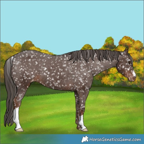 Horse Color:Liver Chestnut Appaloosa 