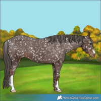 Horse Color:Liver Chestnut Appaloosa 