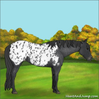 Horse Color:Blue Roan Appaloosa