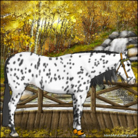 Horse Color:Blue Roan Frame Near Leopard Rabicano 