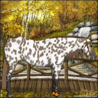 Horse Color:Smoky Grullo Sabino Near Leopard Rabicano 
