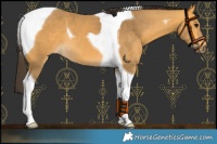 Horse Color:Buckskin Tobiano