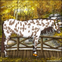 Horse Color:Liver Red Dun Near Leopard