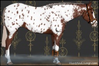 Horse Color:Chocolate Silver Brown Sabino Near Leopard