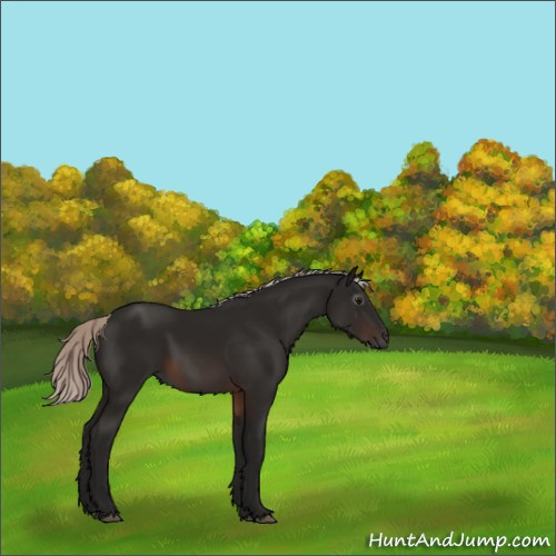 Horse Color:Gray Silver Brown 