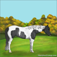 Horse Color:Black Tobiano Rabicano 