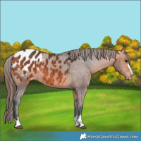 Horse Color:Bay Appaloosa 