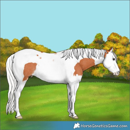 Horse Color:Silver Bay Splash Tobiano Rabicano 