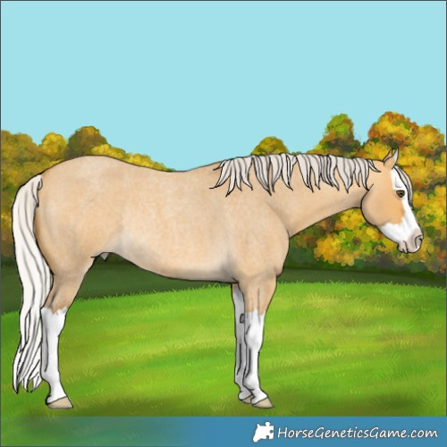 Horse Color:Silver Buckskin Roan Dun Splash Rabicano 