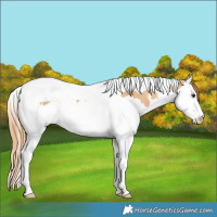 Horse Color:Red Dun Splash Tobiano Rabicano 