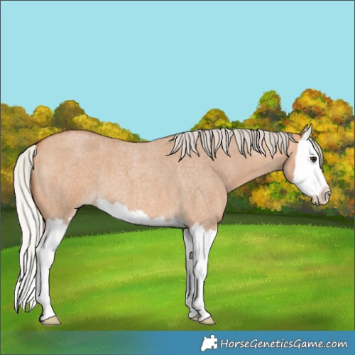 Horse Color:Silver Bay Roan Dun Splash 