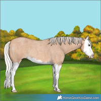 Horse Color:Silver Bay Roan Dun Splash 