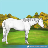 Horse Color:Cremello Splash Tobiano Varnish Rabicano 