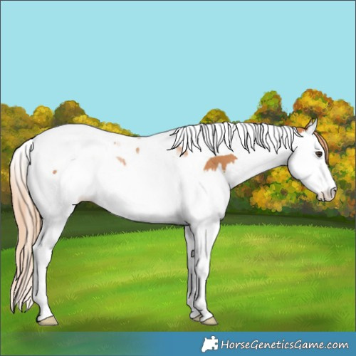 Horse Color:Chestnut Splash Tobiano Rabicano 