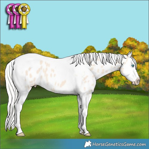 Horse Color:Cremello Splash Tobiano Appaloosa 