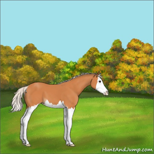 Horse Color:Silver Bay Splash 