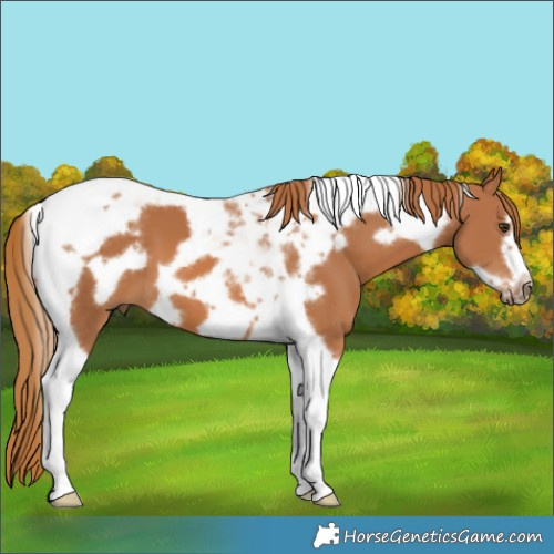 Horse Color:Chestnut Tobiano Frame 