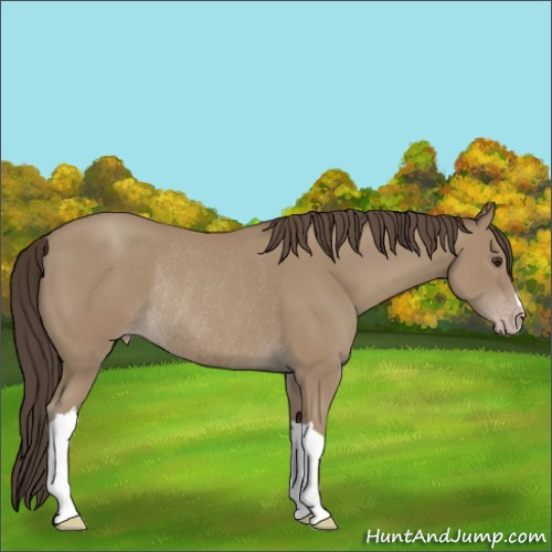 Horse Color:Classic Champagne Rabicano 