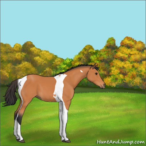 Horse Color:Bay Tobiano 