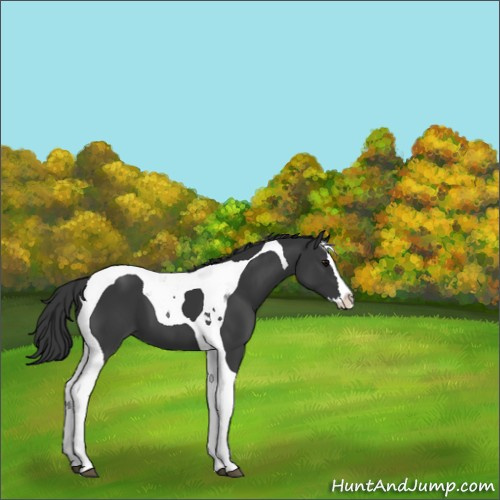 Horse Color:Black Splash Tobiano