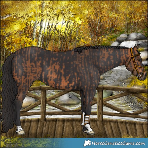 Horse Color:Bay  and Smoky Black 