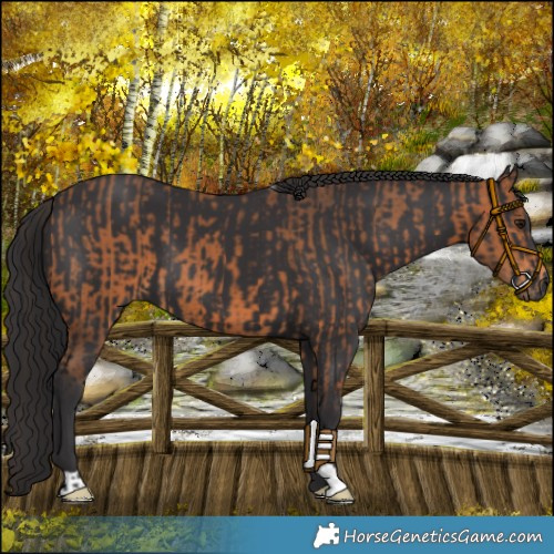 Horse Color:Bay and Smoky Black