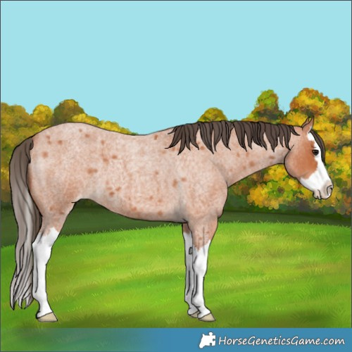 Horse Color:Bay Roan Splash Appaloosa 