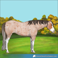 Horse Color:Bay Roan Splash Appaloosa 
