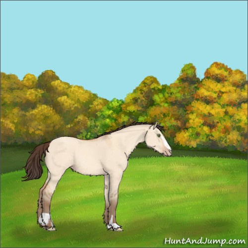 Horse Color:Amber Champagne Dun Sabino Rabicano