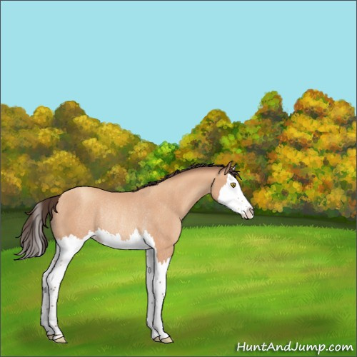 Horse Color:Amber Champagne Splash Rabicano 