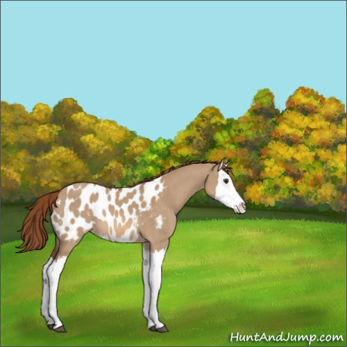 Horse Color:Red Dun Splash Appaloosa 