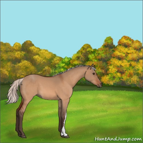 Horse Color:Silver Brown Dun 