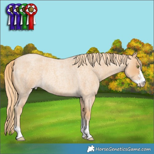 Horse Color:Gold Champagne Roan Sabino Rabicano 