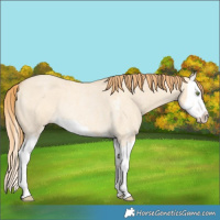 Horse Color:Gold Champagne Roan Dun Sabino Splash Rabicano 