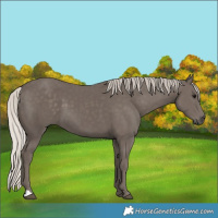 Horse Color:Silver Black 