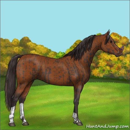 Horse Color:Smoky Black and Buckskin