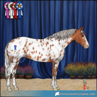 Horse Color:White Spotted Silver Bay Appaloosa 
