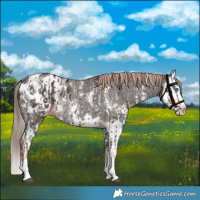 Horse Color:Liver Chestnut Sabino Splash Appaloosa  and Liver Chestnut Sabino Splash Appaloosa Rabicano 