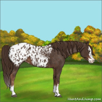 Horse Color:Liver Chestnut Sabino Splash Appaloosa  and Liver Chestnut Sabino Splash Appaloosa 