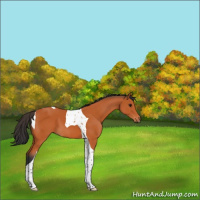 Horse Color:Bay Tobiano 