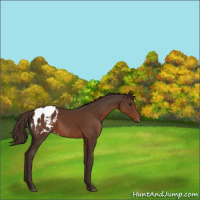 Horse Color:Liver Chestnut Sabino Appaloosa 