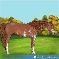 Horse Color:Chestnut Sabino 
