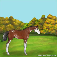 Horse Color:Brown Sabino Varnish 