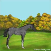 Horse Color:Blue Roan Tobiano 