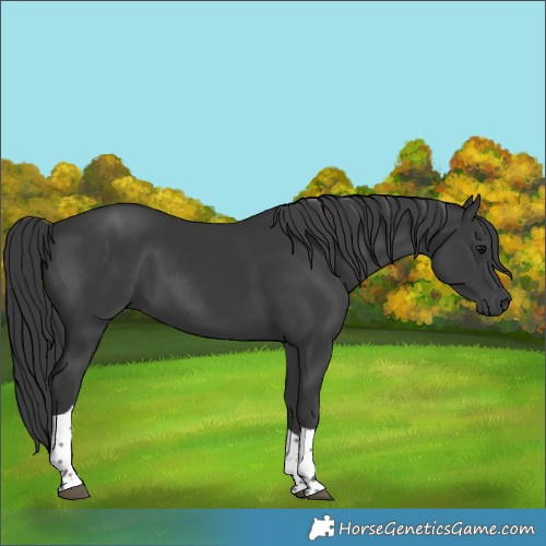Horse Color:Black Tobiano 