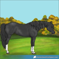 Horse Color:Black Tobiano