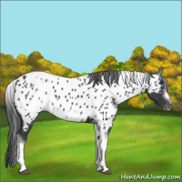 Horse Color:White Spotted Black Splash Tobiano Frame Appaloosa 