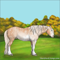 Horse Color:Cremello Sabino  and Gray Cremello Sabino 